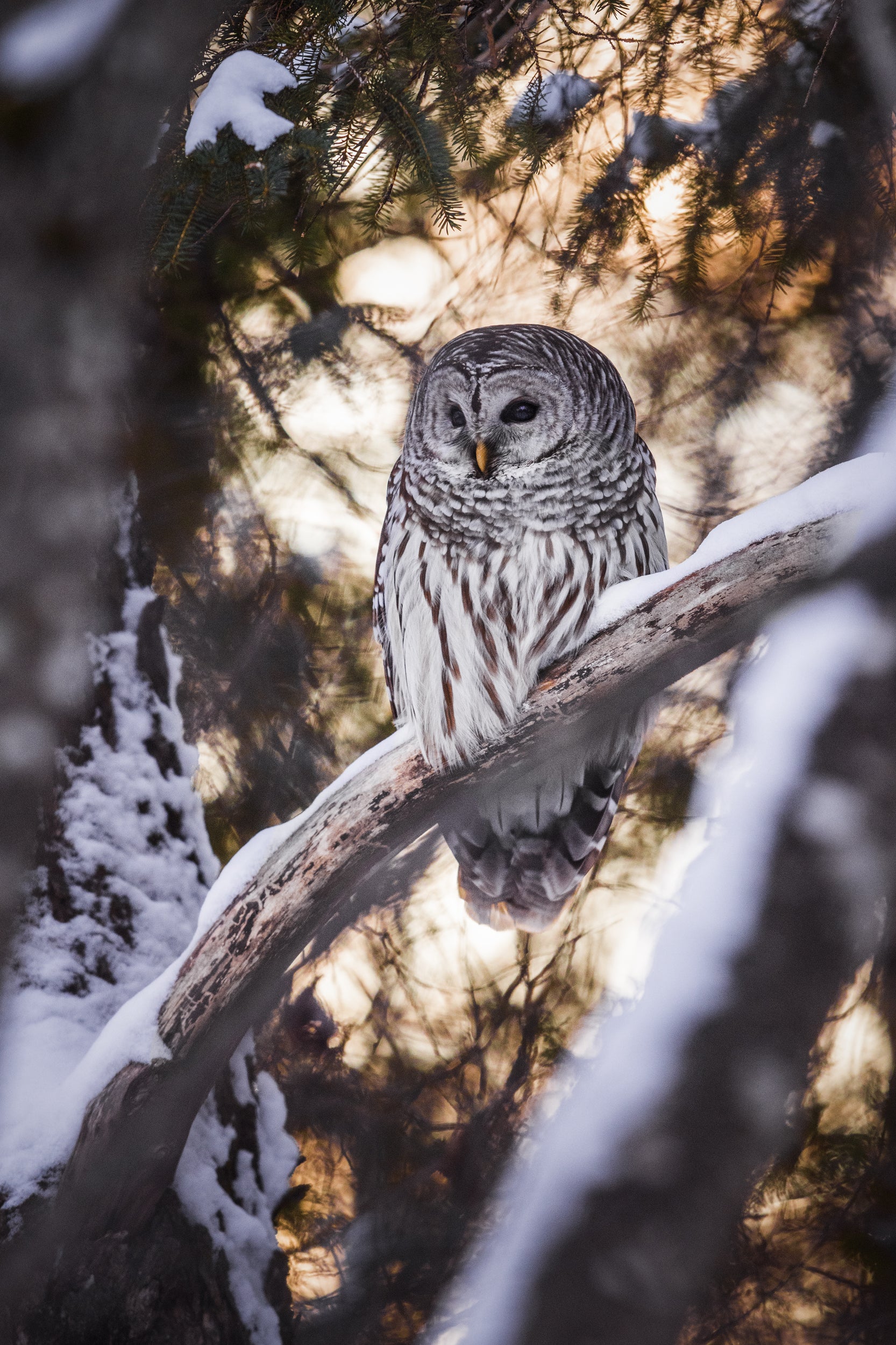 Barred Owl 013