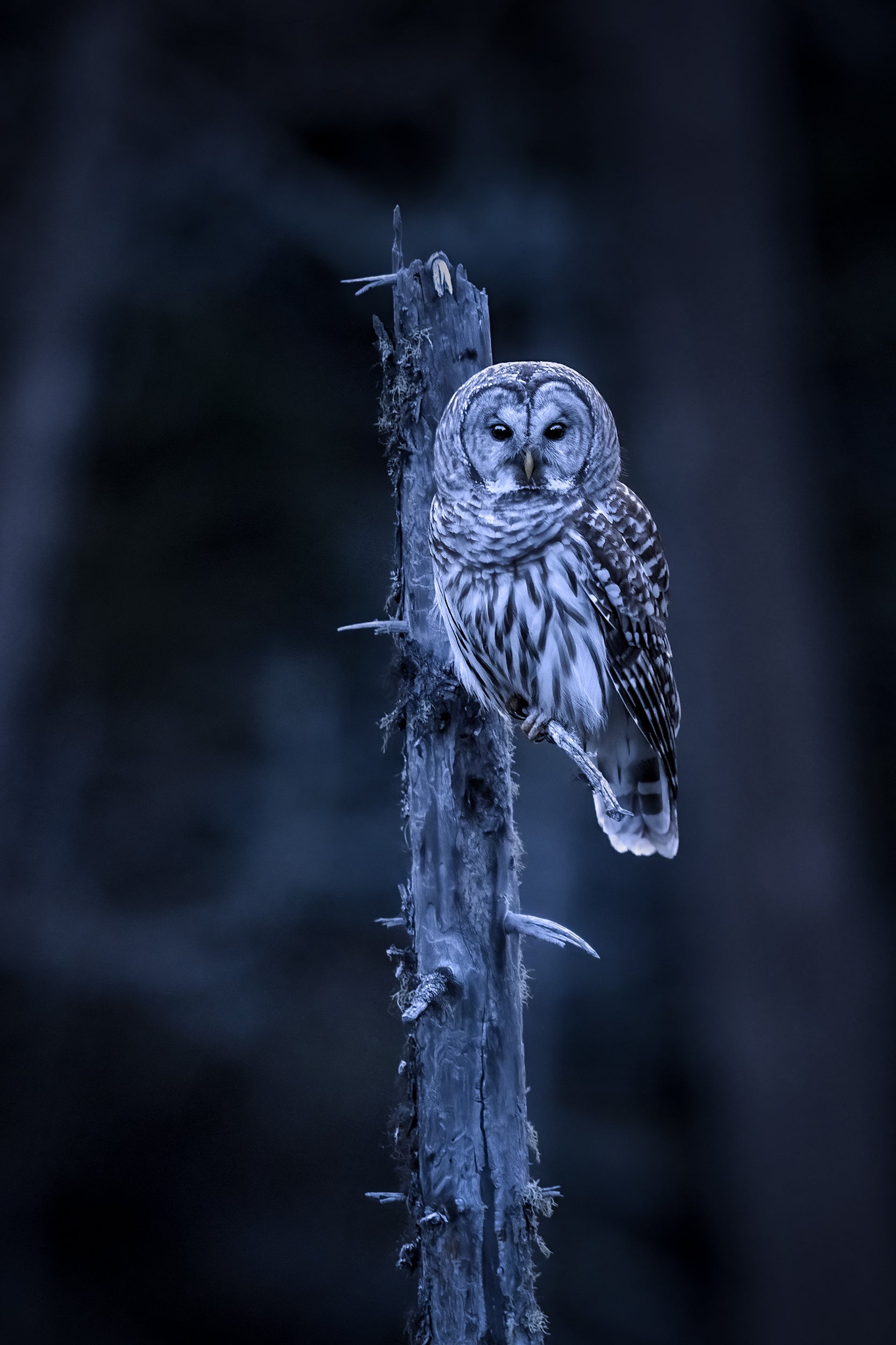 Barred Owl 014