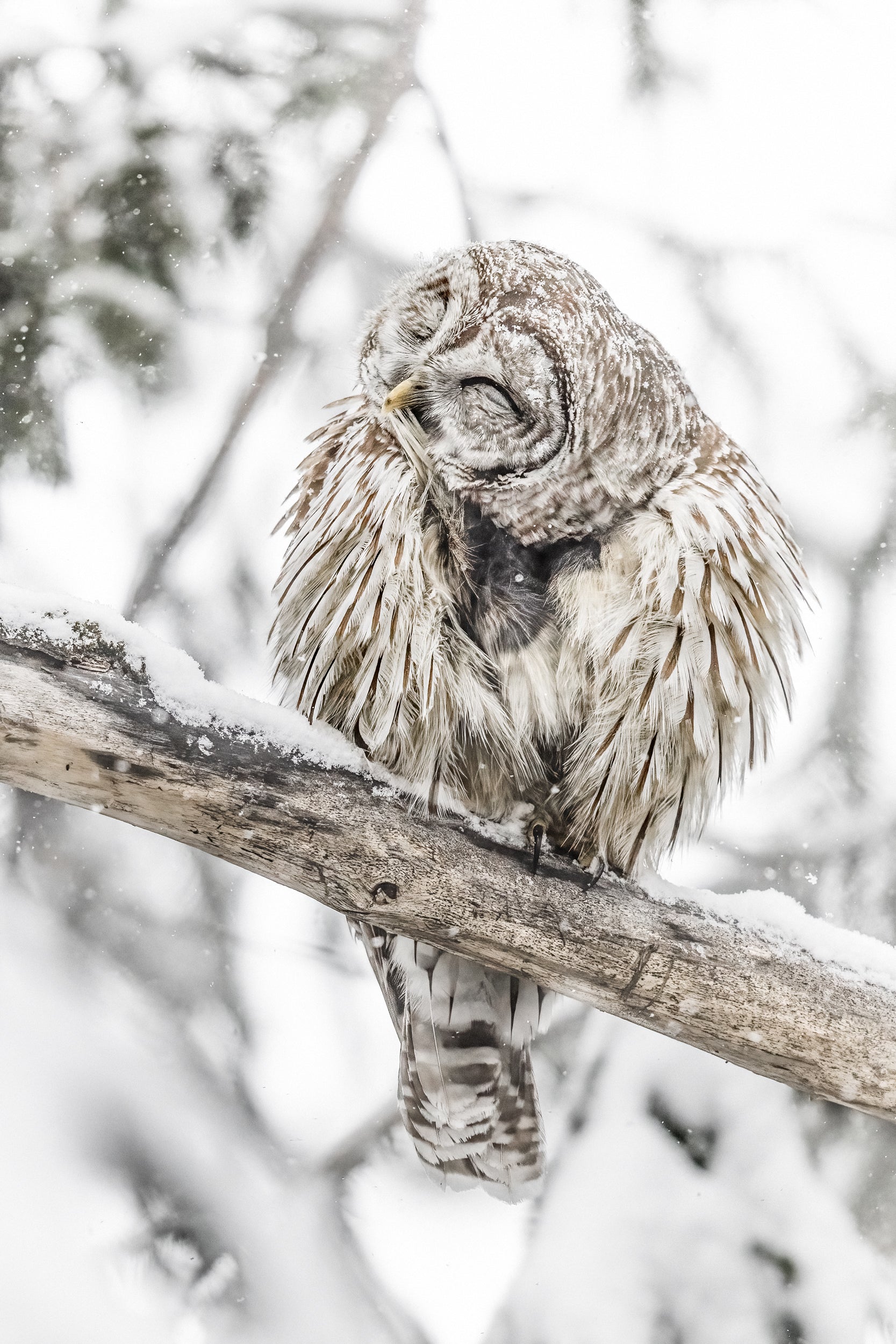 Barred Owl 016