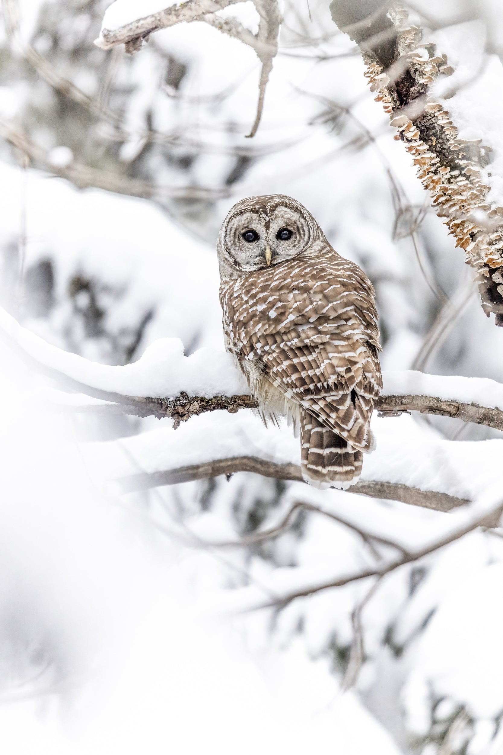 Barred Owl 017
