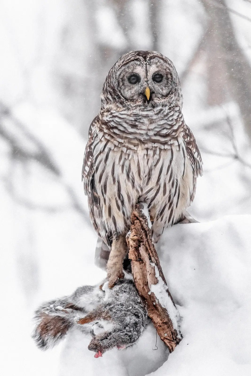 Chouette rayée 023 Jean-Simon Bégin - Photographe Animalier et Artiste Peintre
