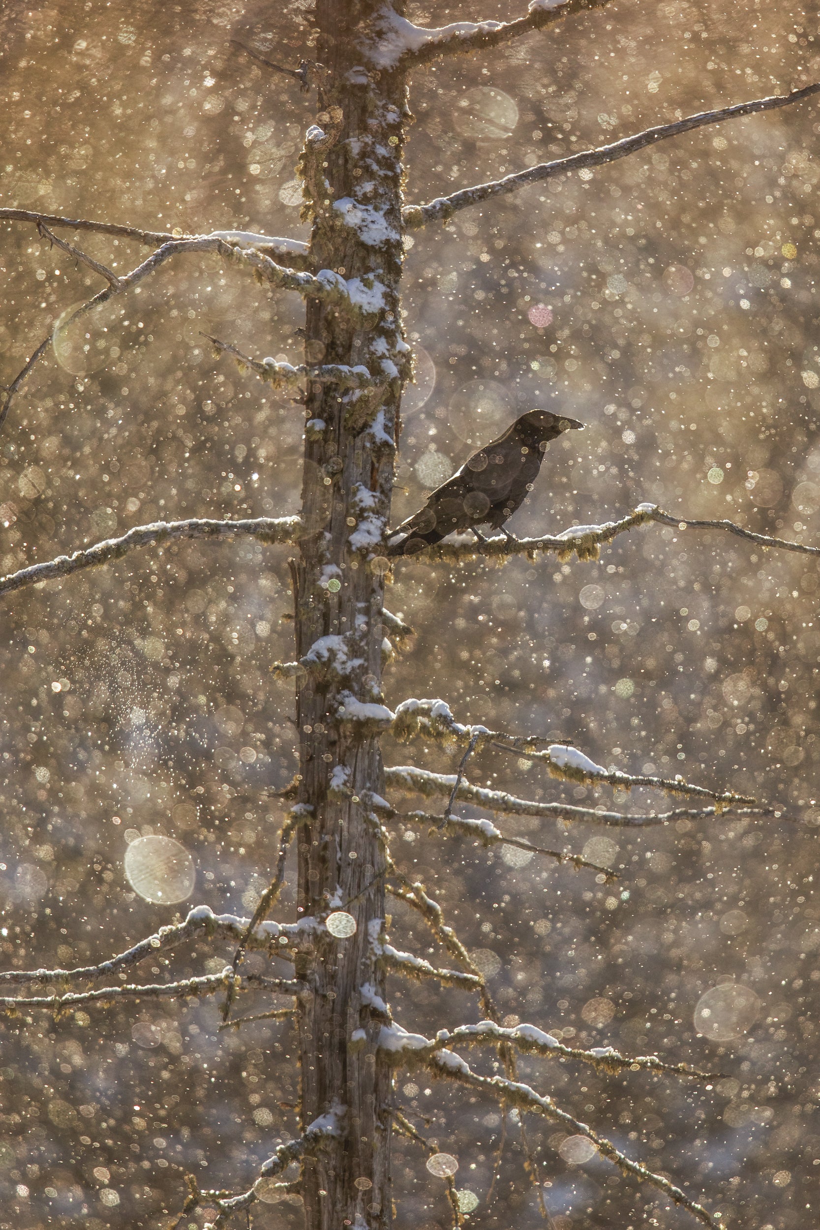 Common Raven 001
