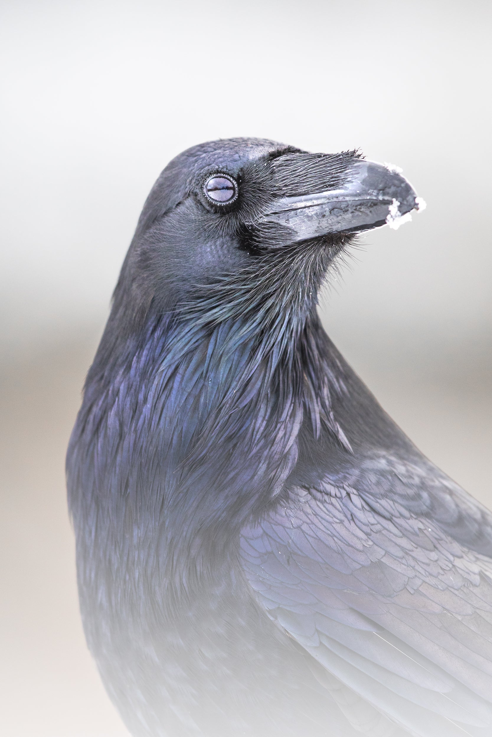 Common Raven 002