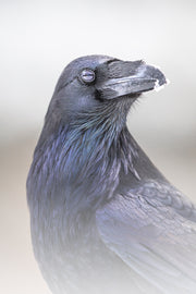Common Raven 002