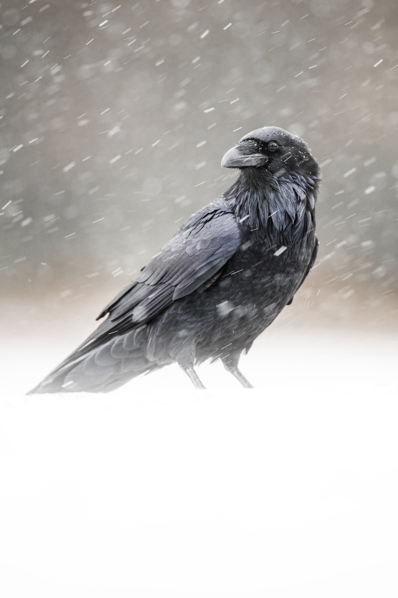 Raven 004