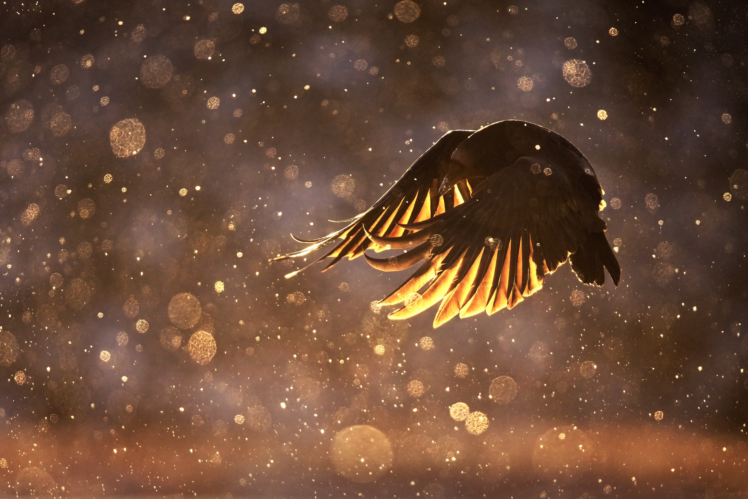 Raven 005