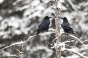 Raven 006