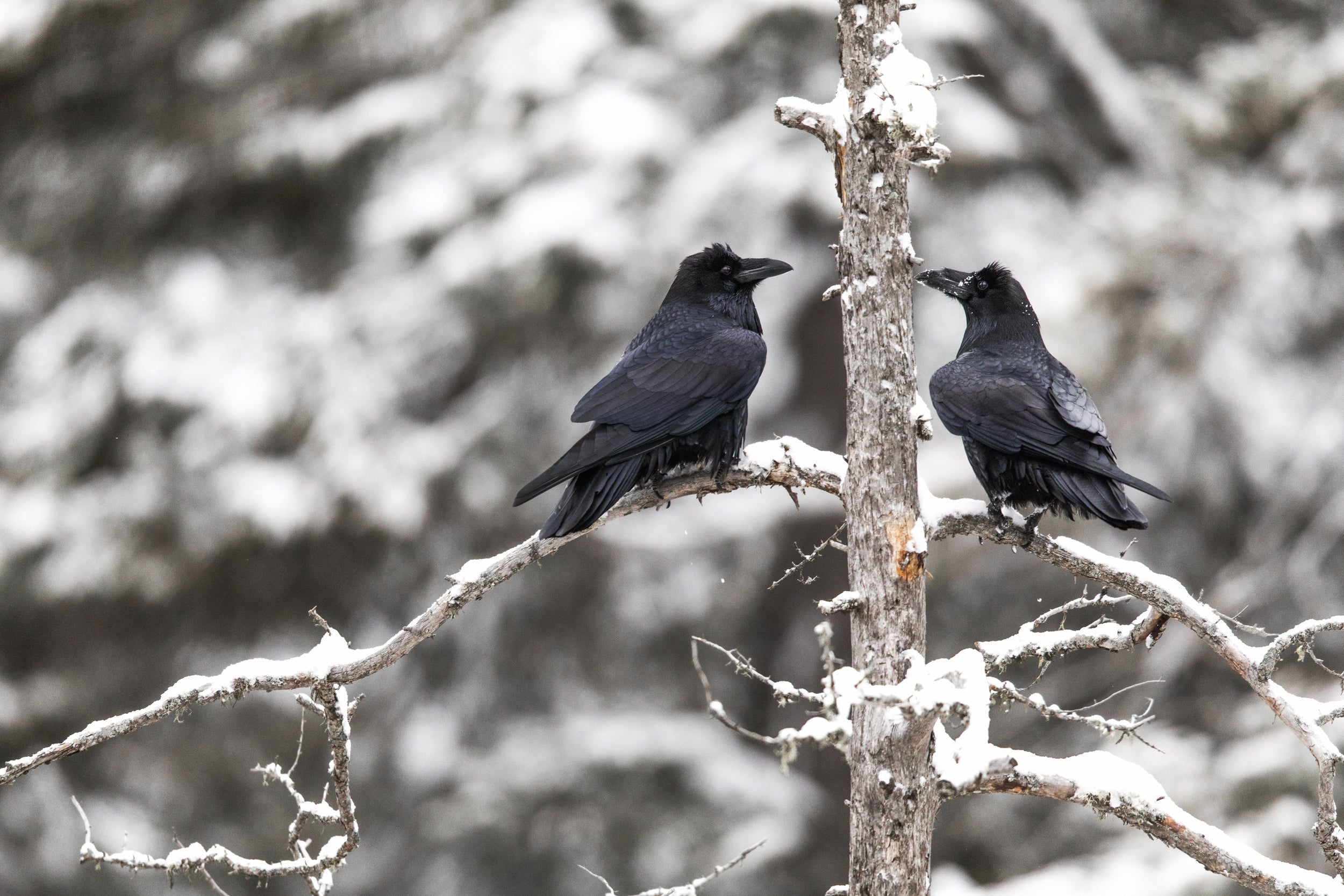Raven 006