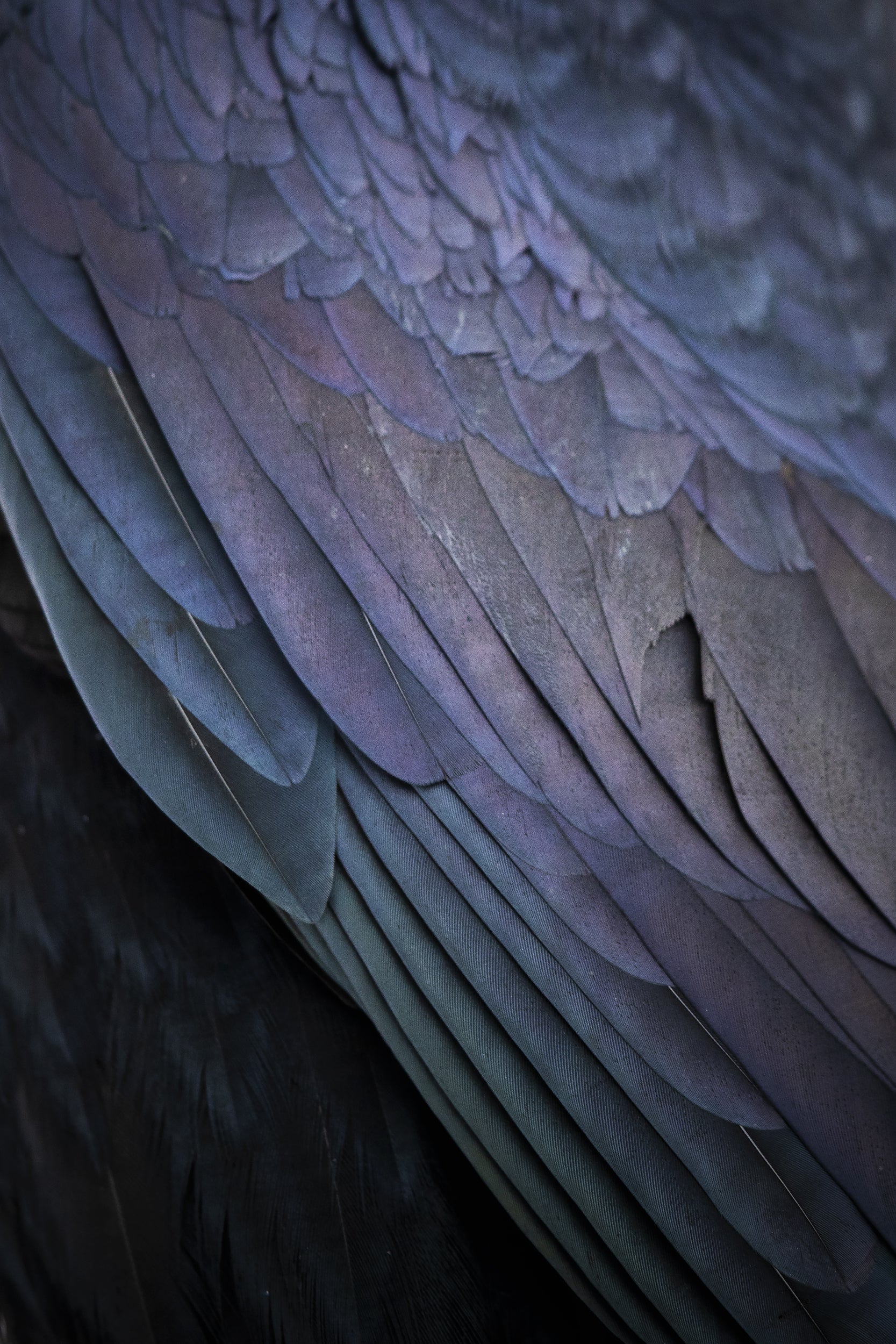 Raven 007