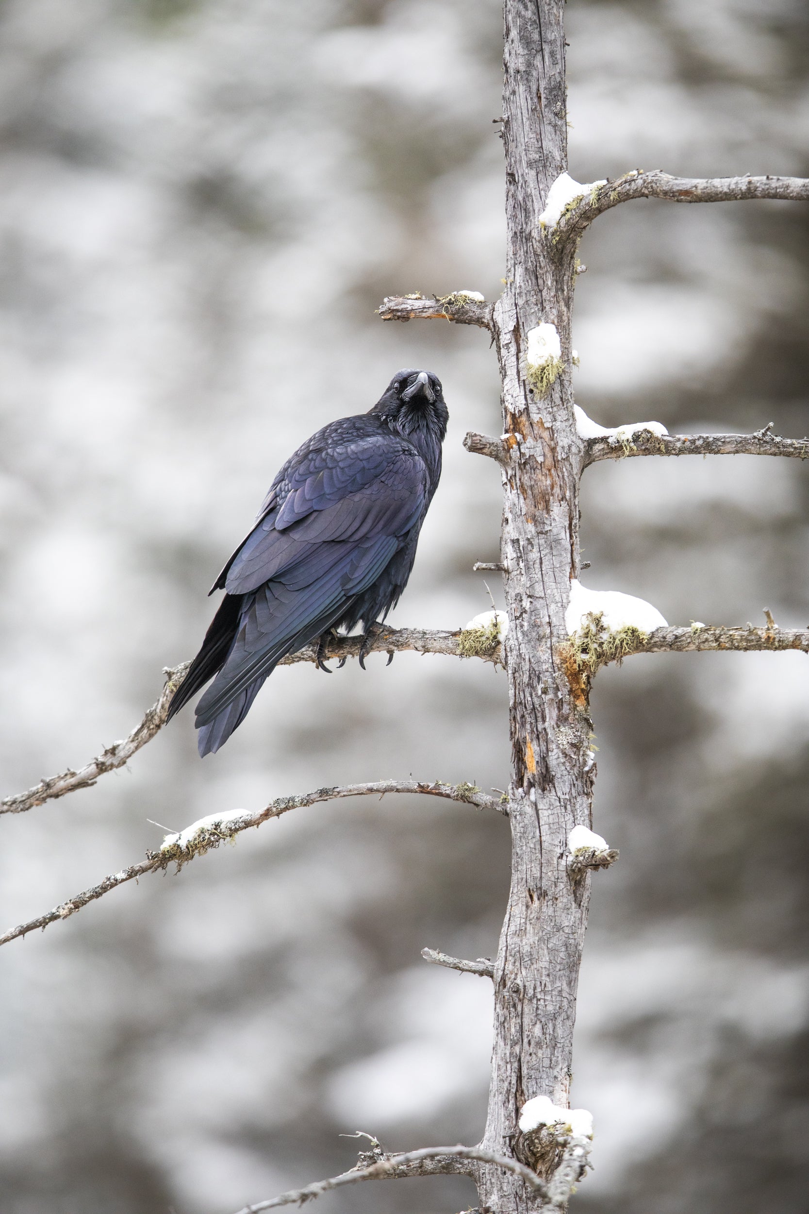 Raven 008