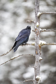 Raven 008