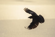 Common Raven 010