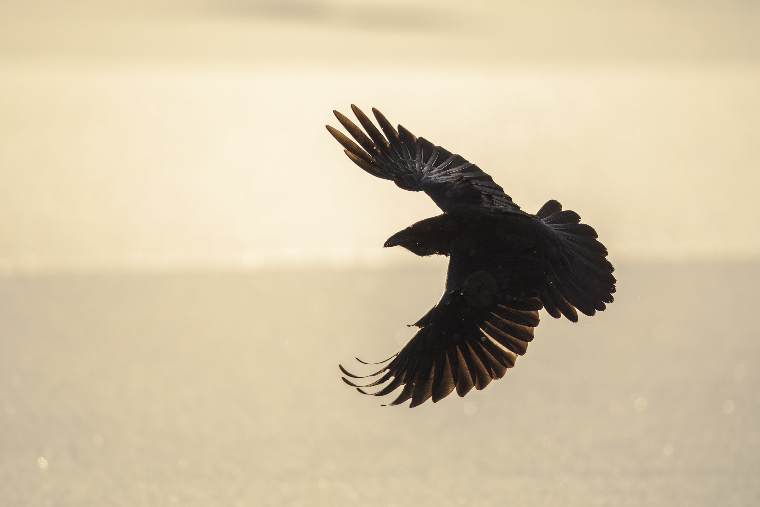 Common Raven 010