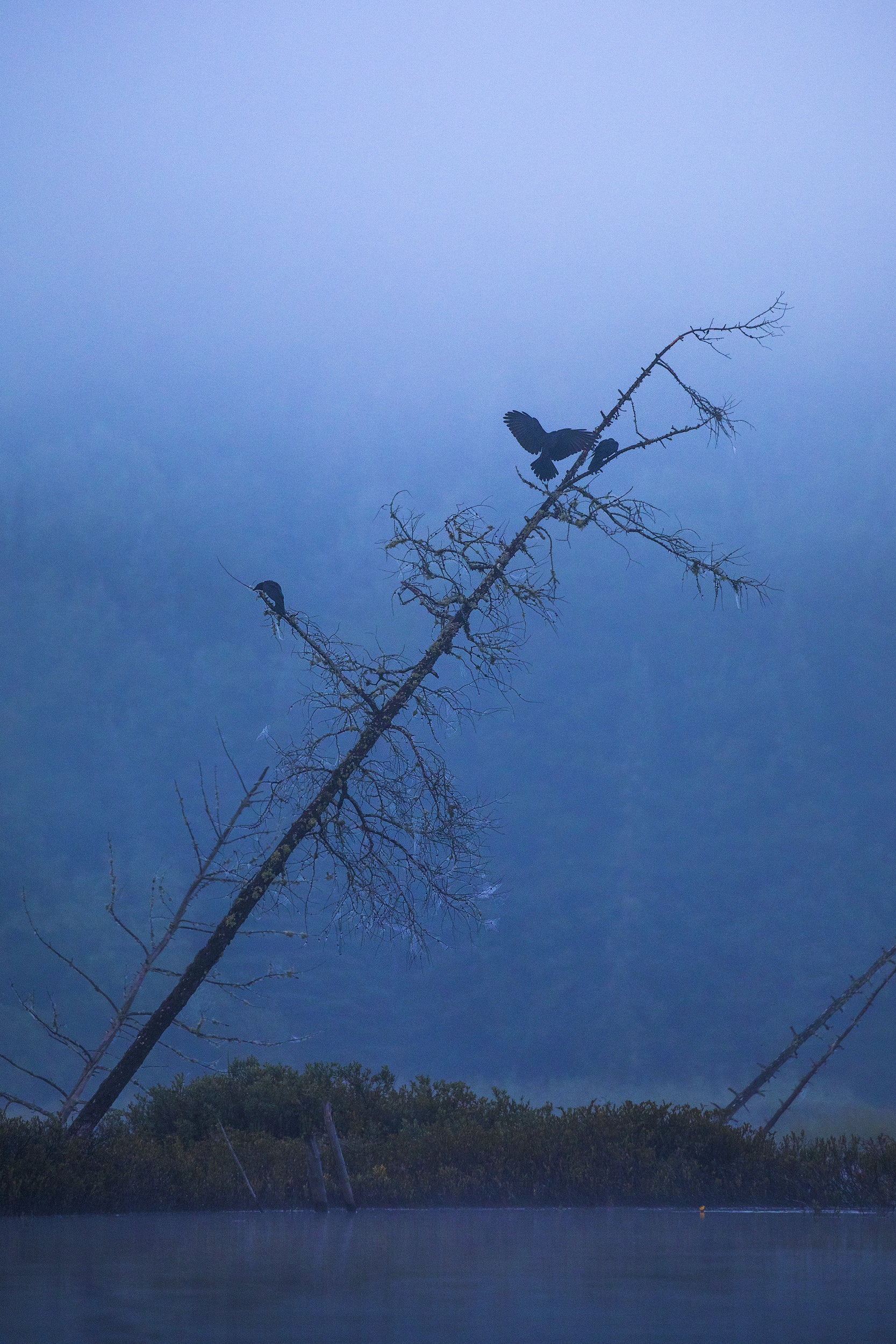 Common Raven 011