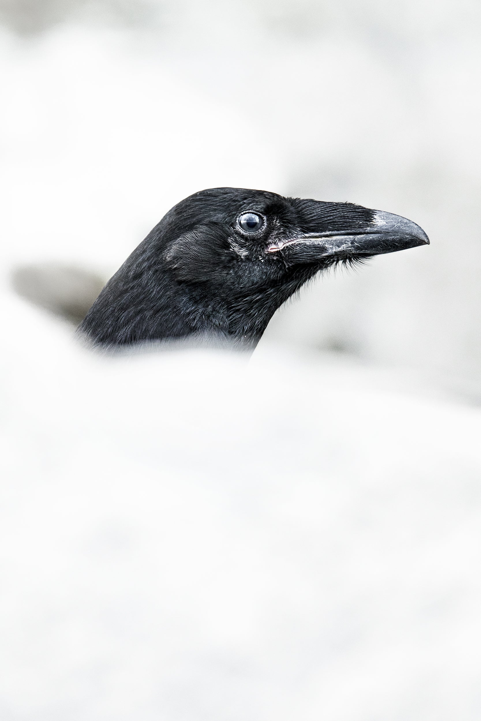 Common Raven 016
