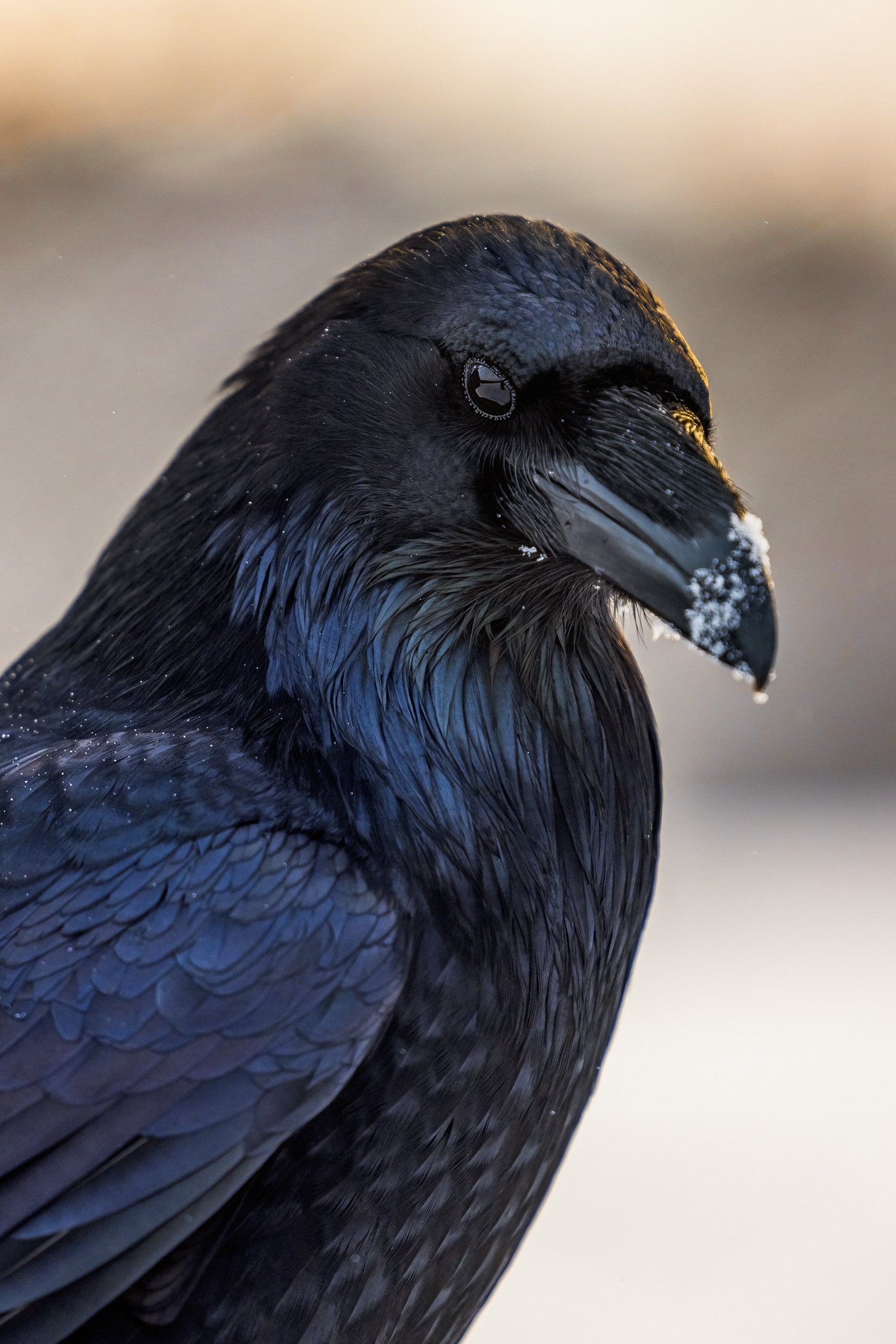 Common Raven 017