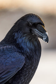 Common Raven 017