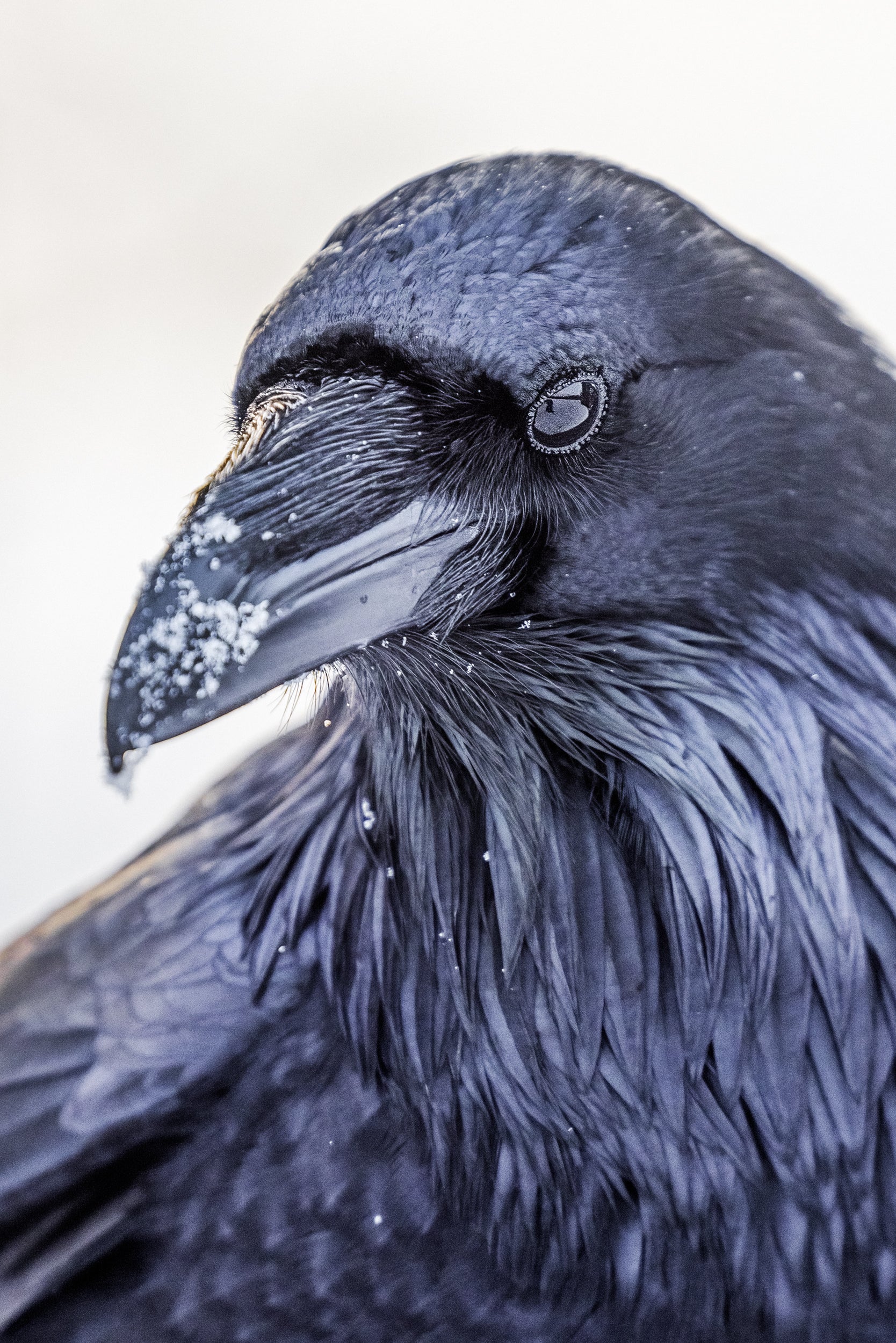 Common Raven 018