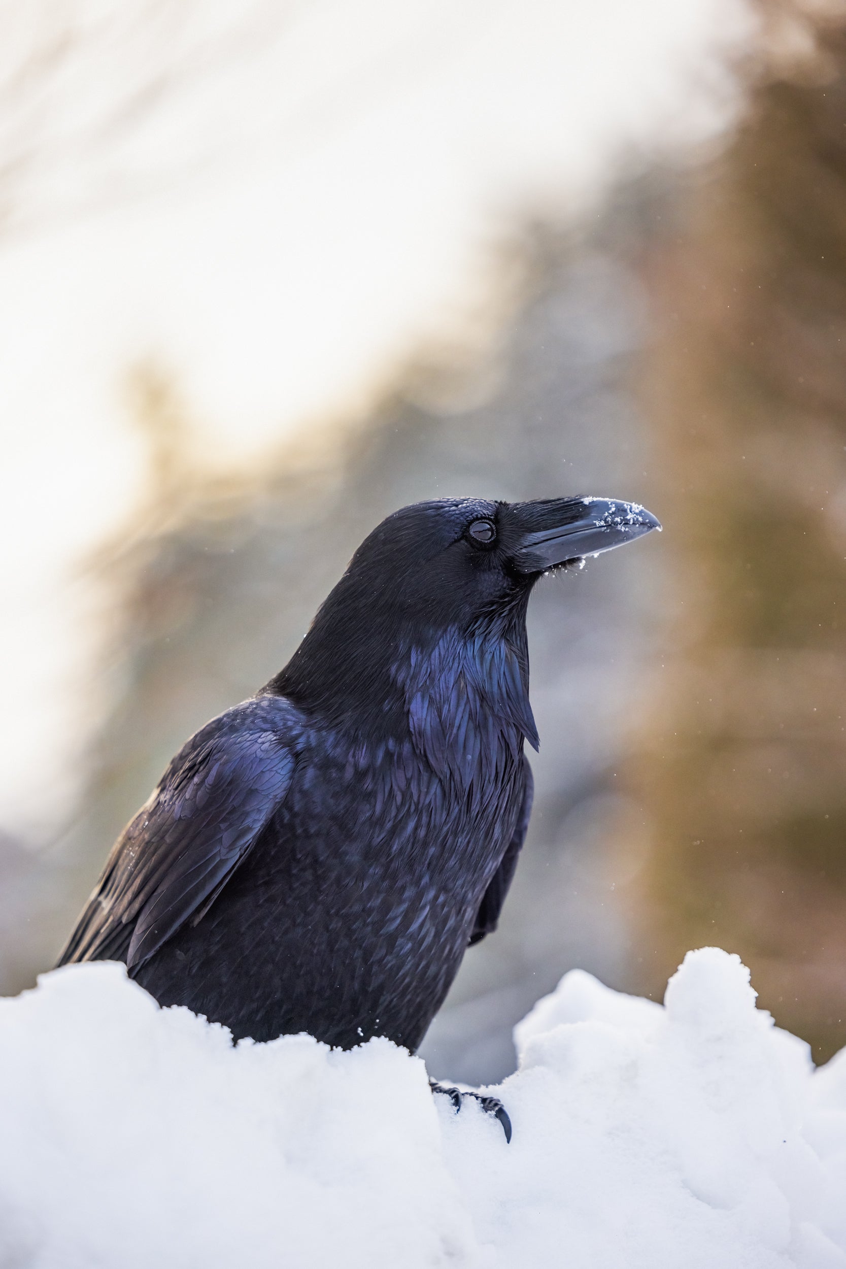 Common Raven 019