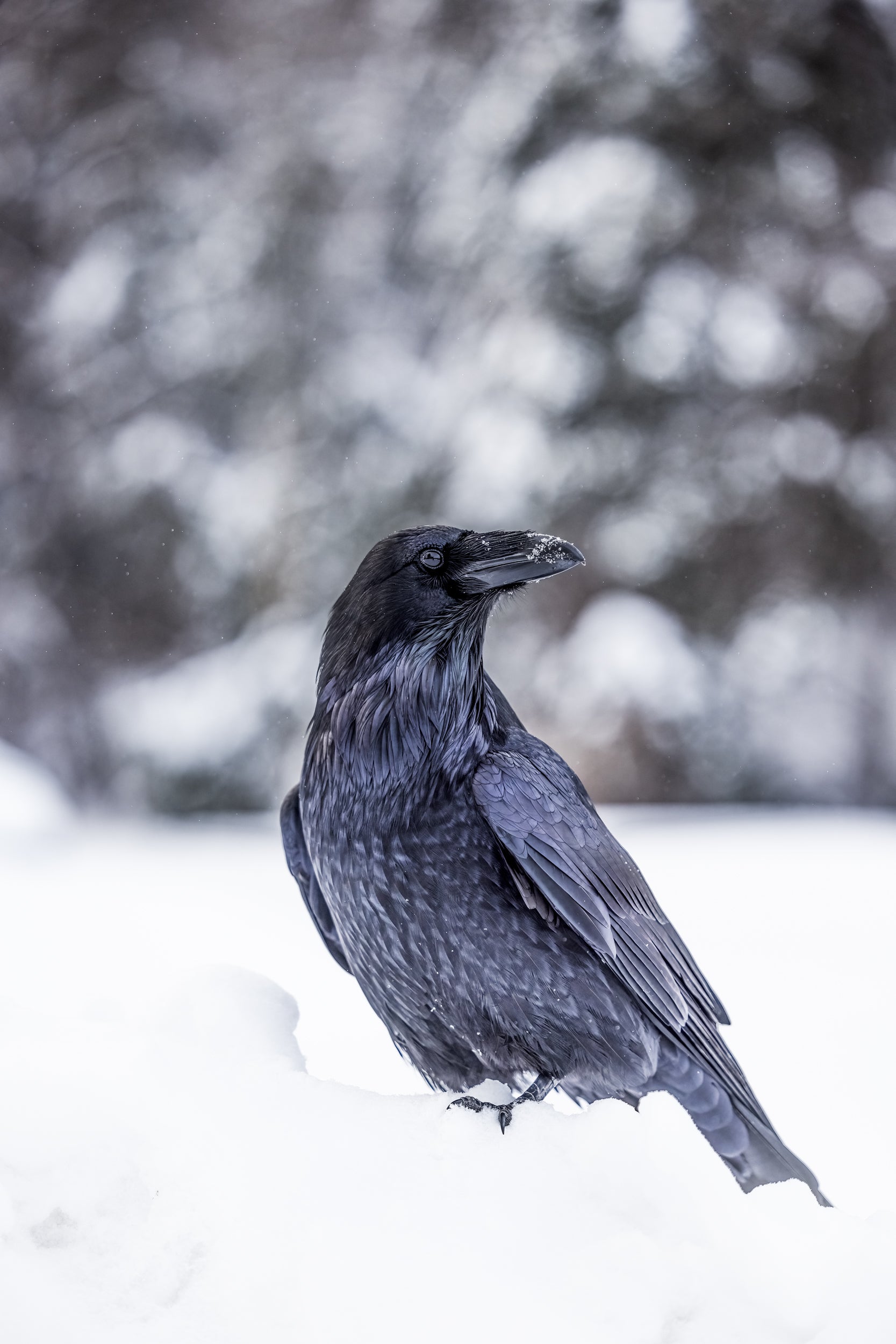 Common Raven 020