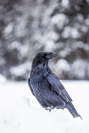 Common Raven 020