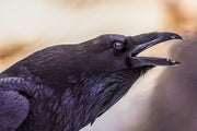 Common Raven 021