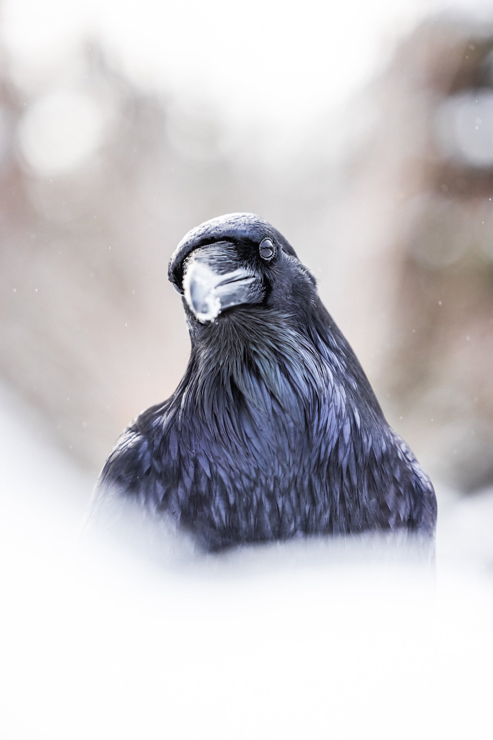 Common Raven 022