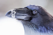 Common Raven 024