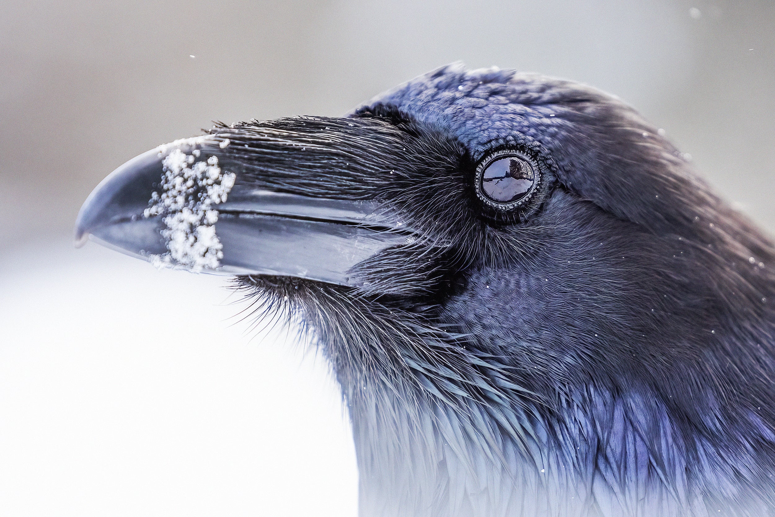 Common Raven 024
