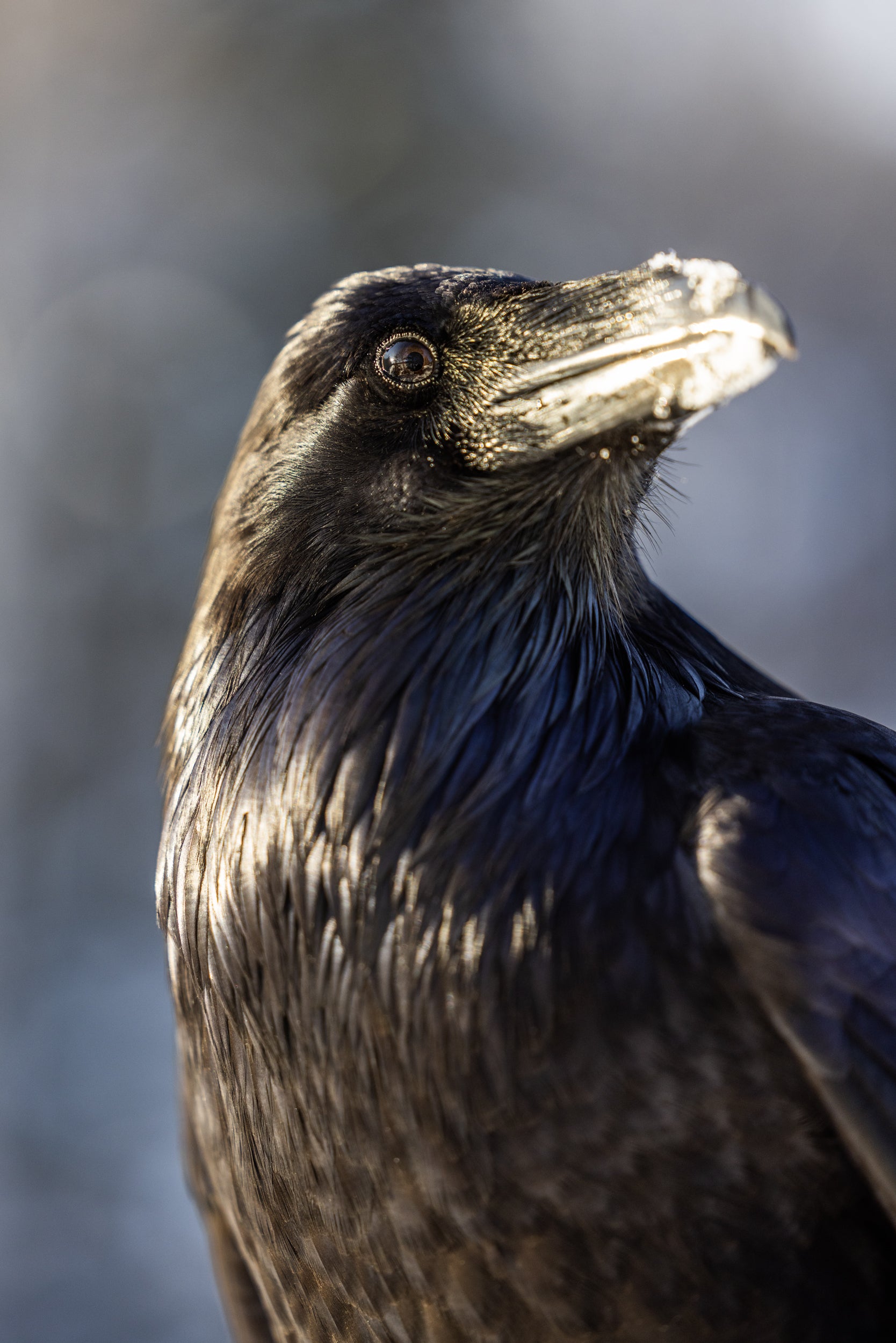 Common Raven 025