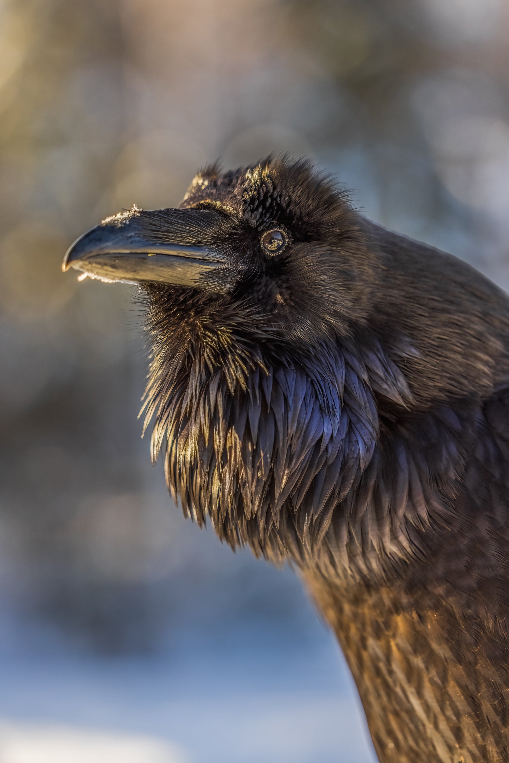 Common Raven 026