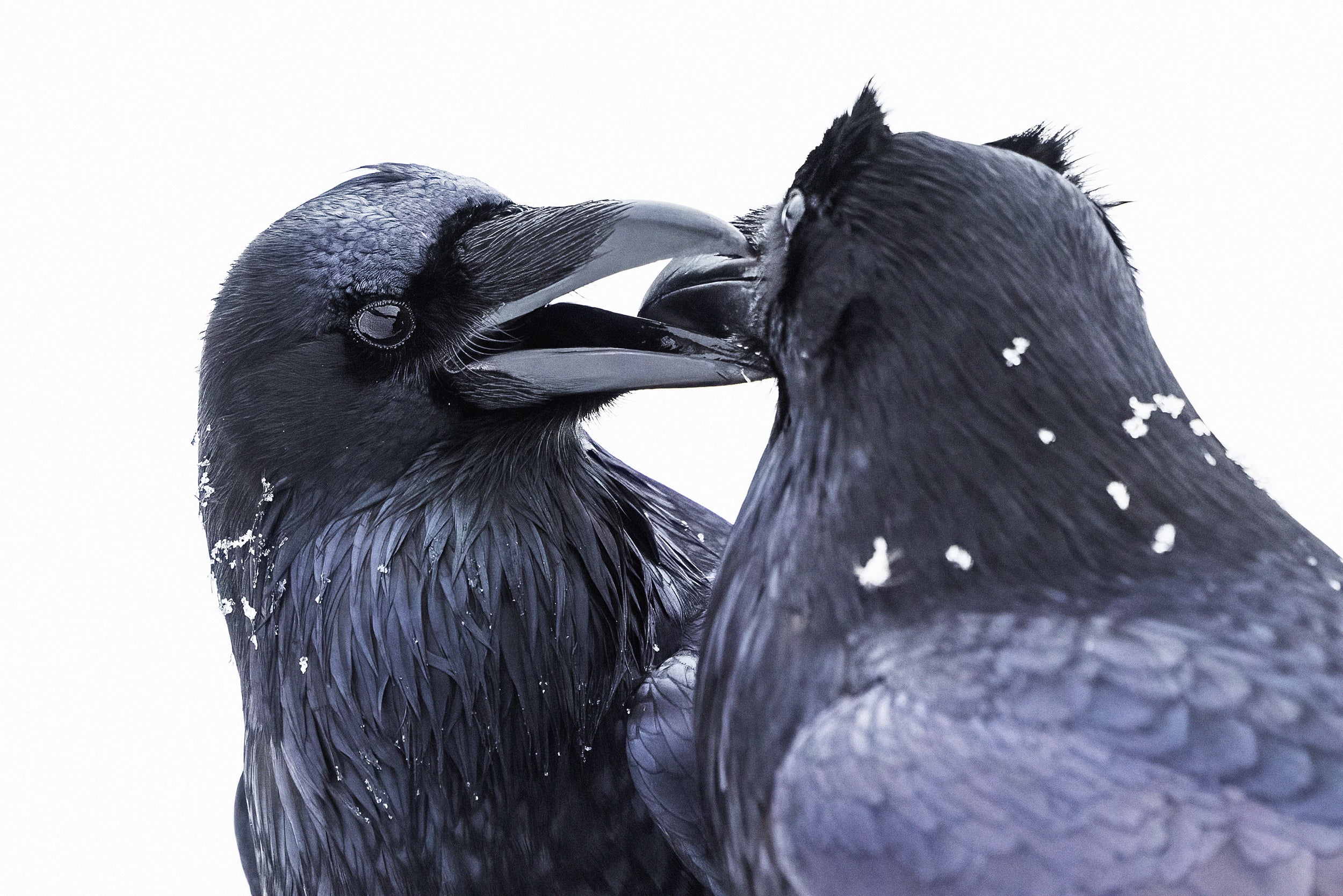 Common Raven 027