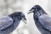 Common Raven 028