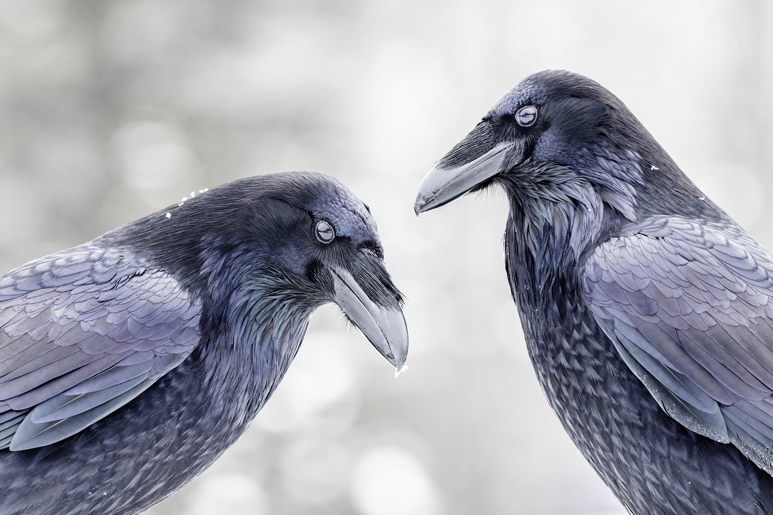 Common Raven 028