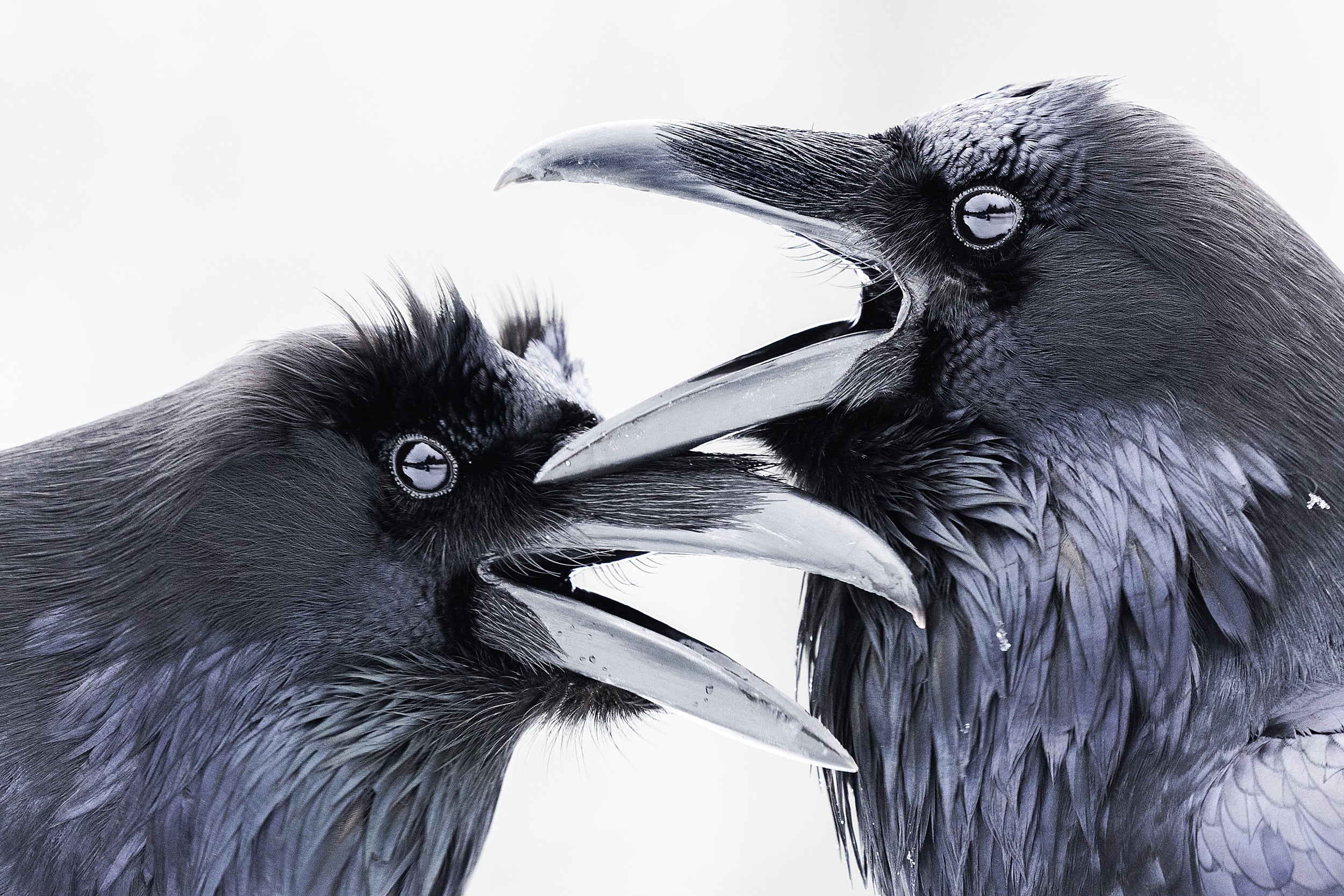 Common Raven 029