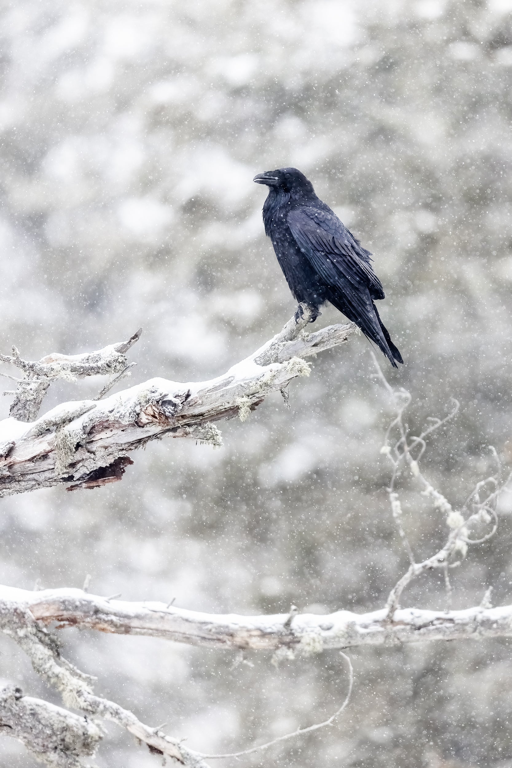 Common Raven 030