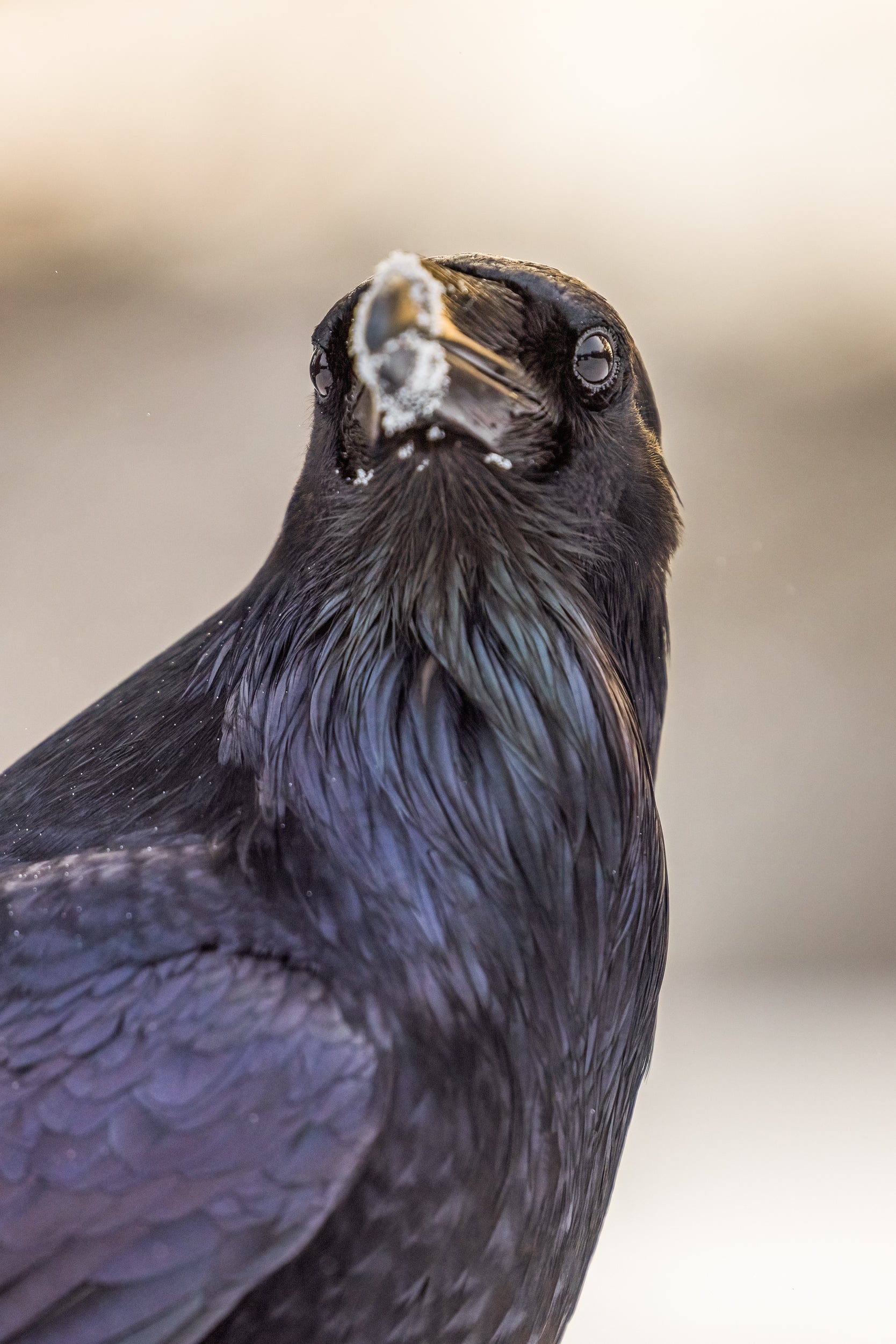 Common Raven 031