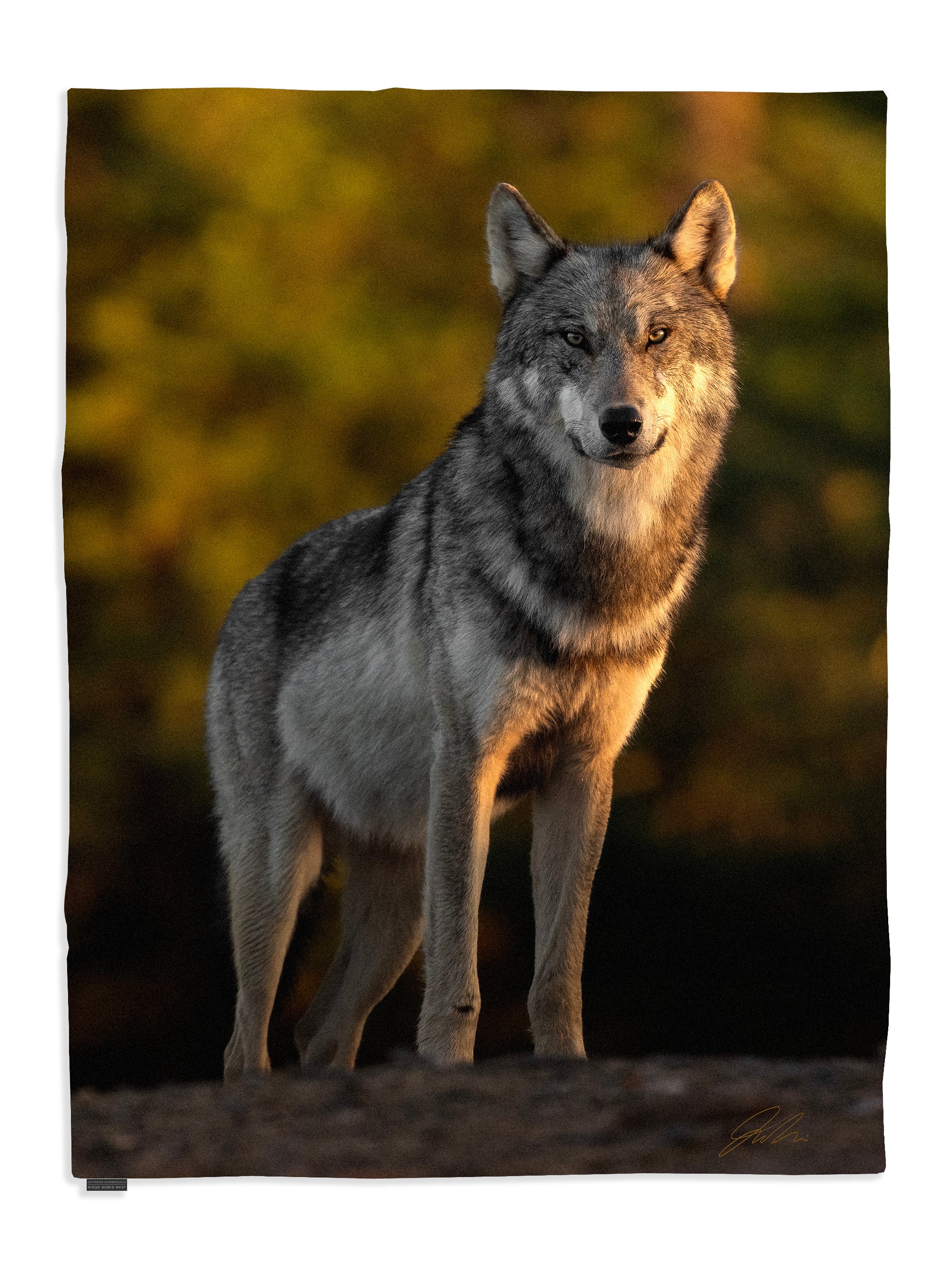 Couverture polaire - Loup