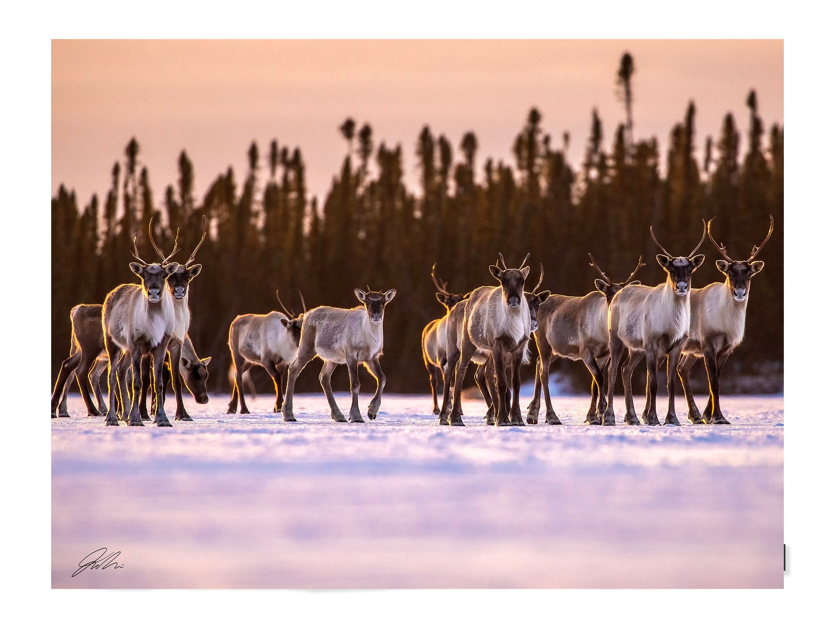 Couverture polaire -  Caribou II