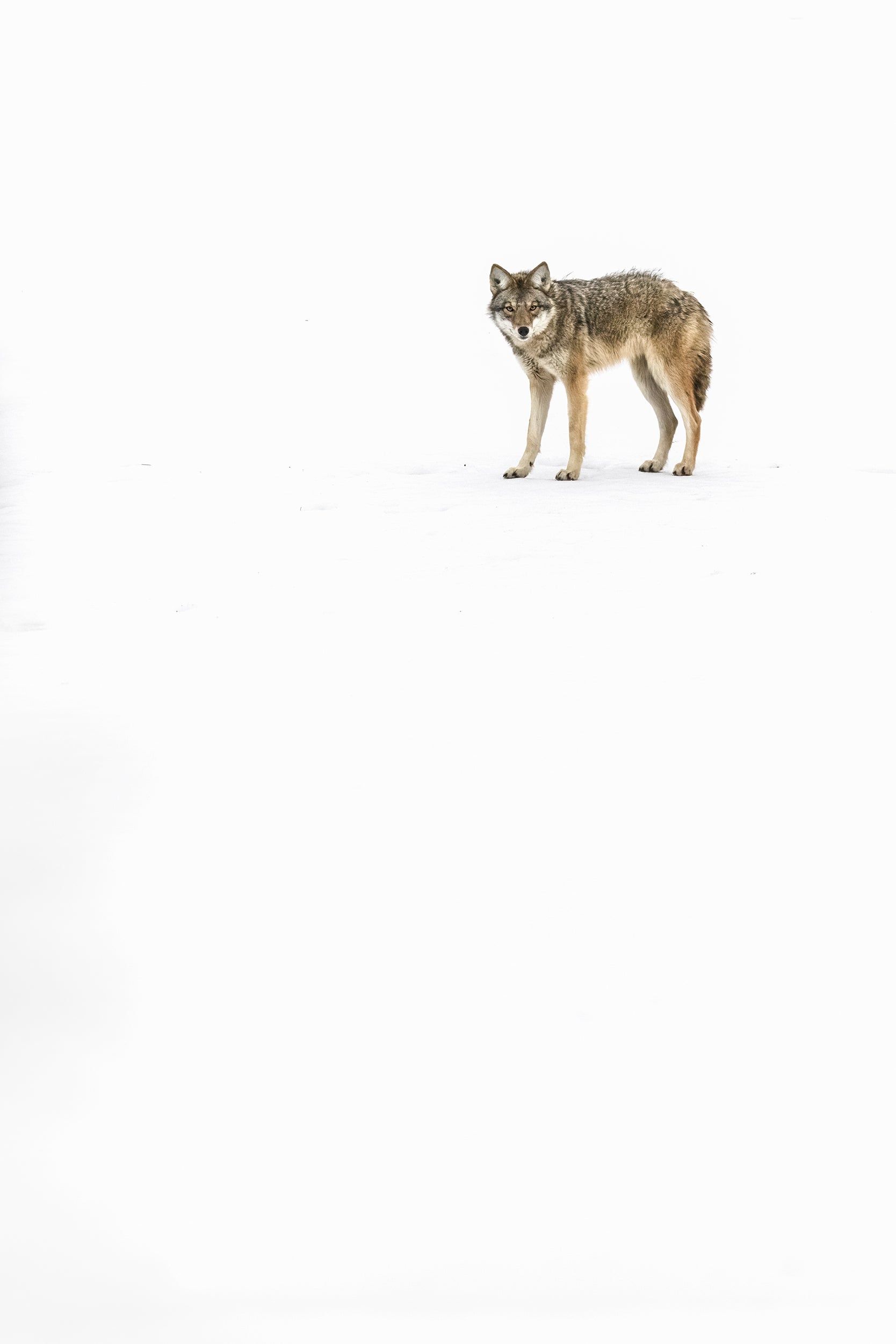 Coyote - Hiver 001