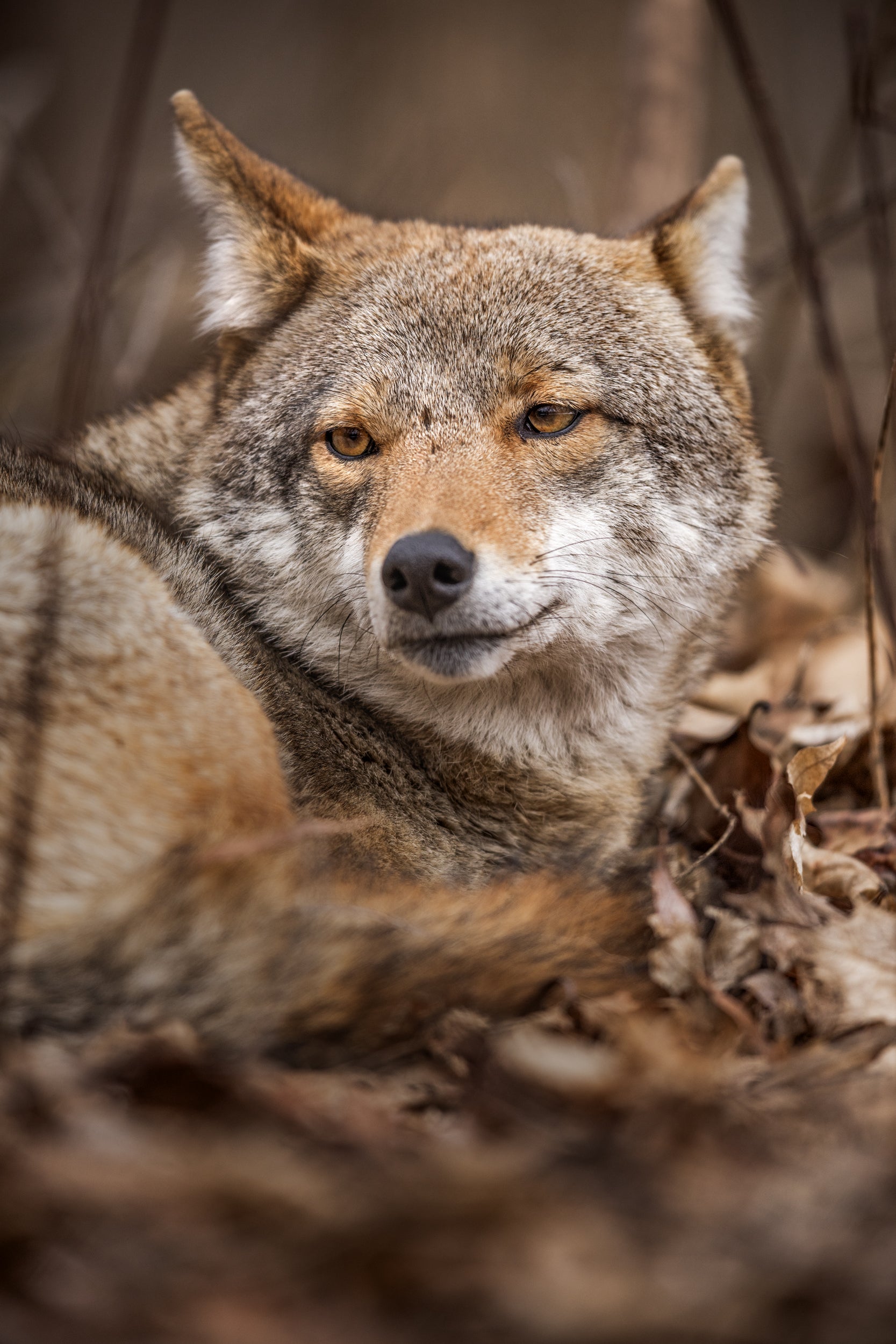Coyote - Hiver 010