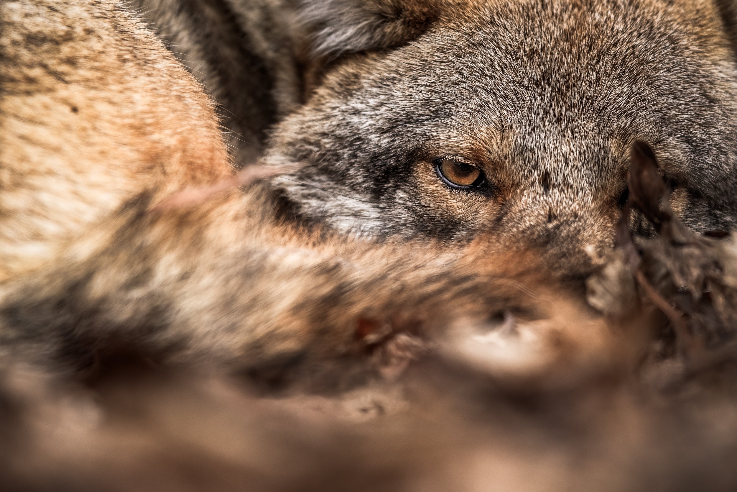 Coyote - Hiver 011