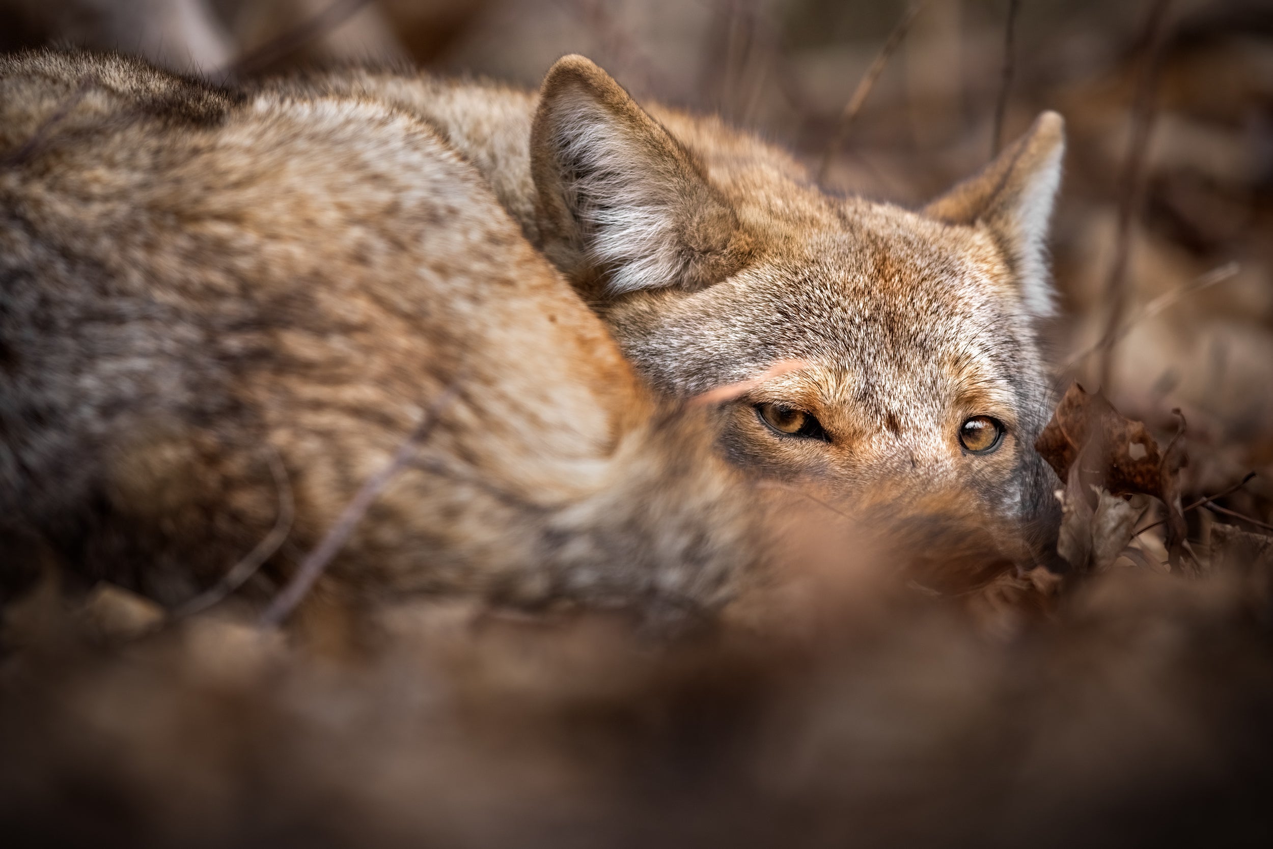Coyote - Hiver 012