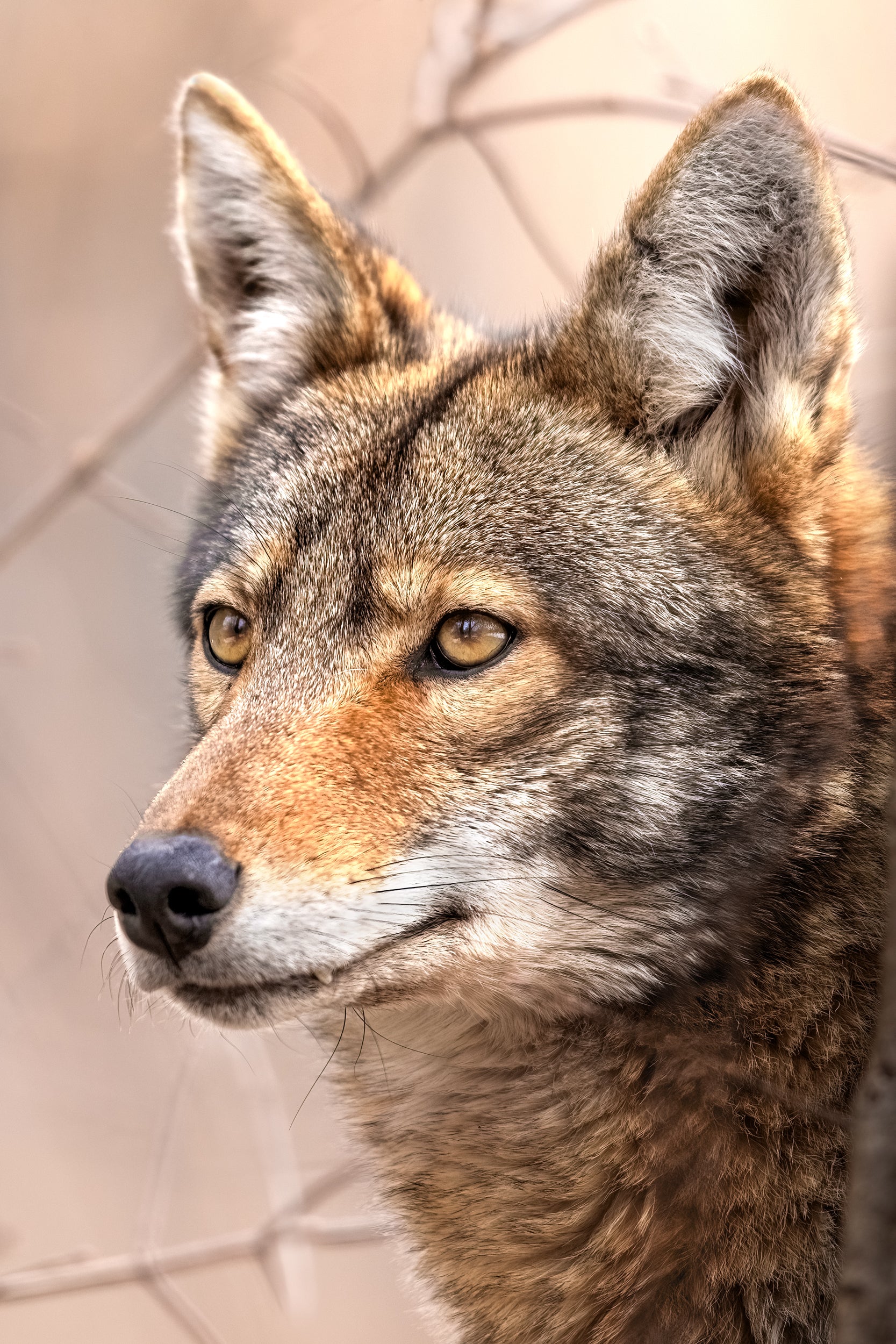 Coyote - Hiver 015