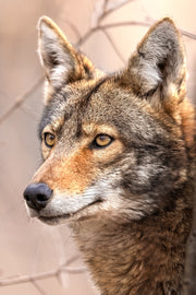 Coyote - Hiver 015
