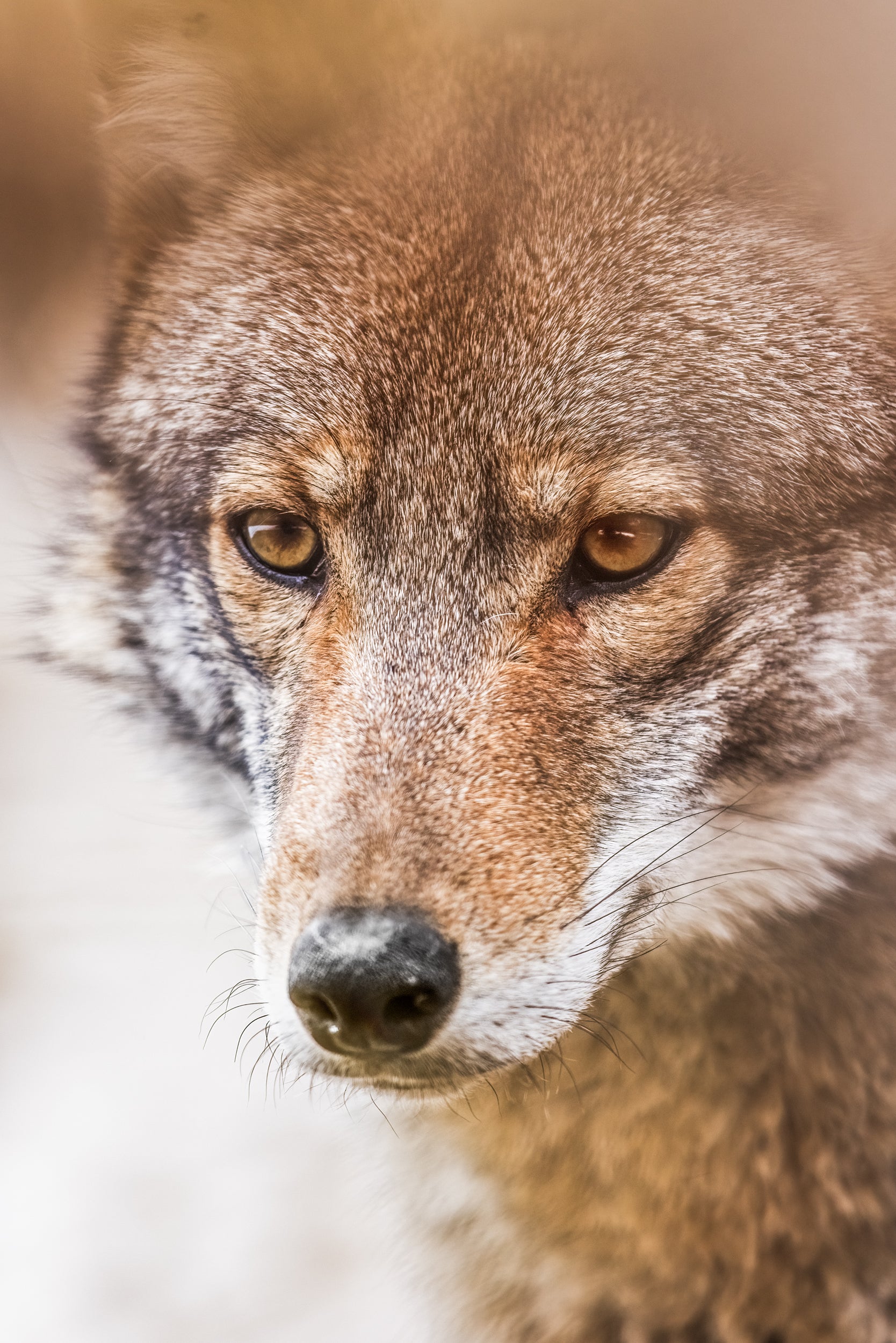 Coyote - Hiver 017