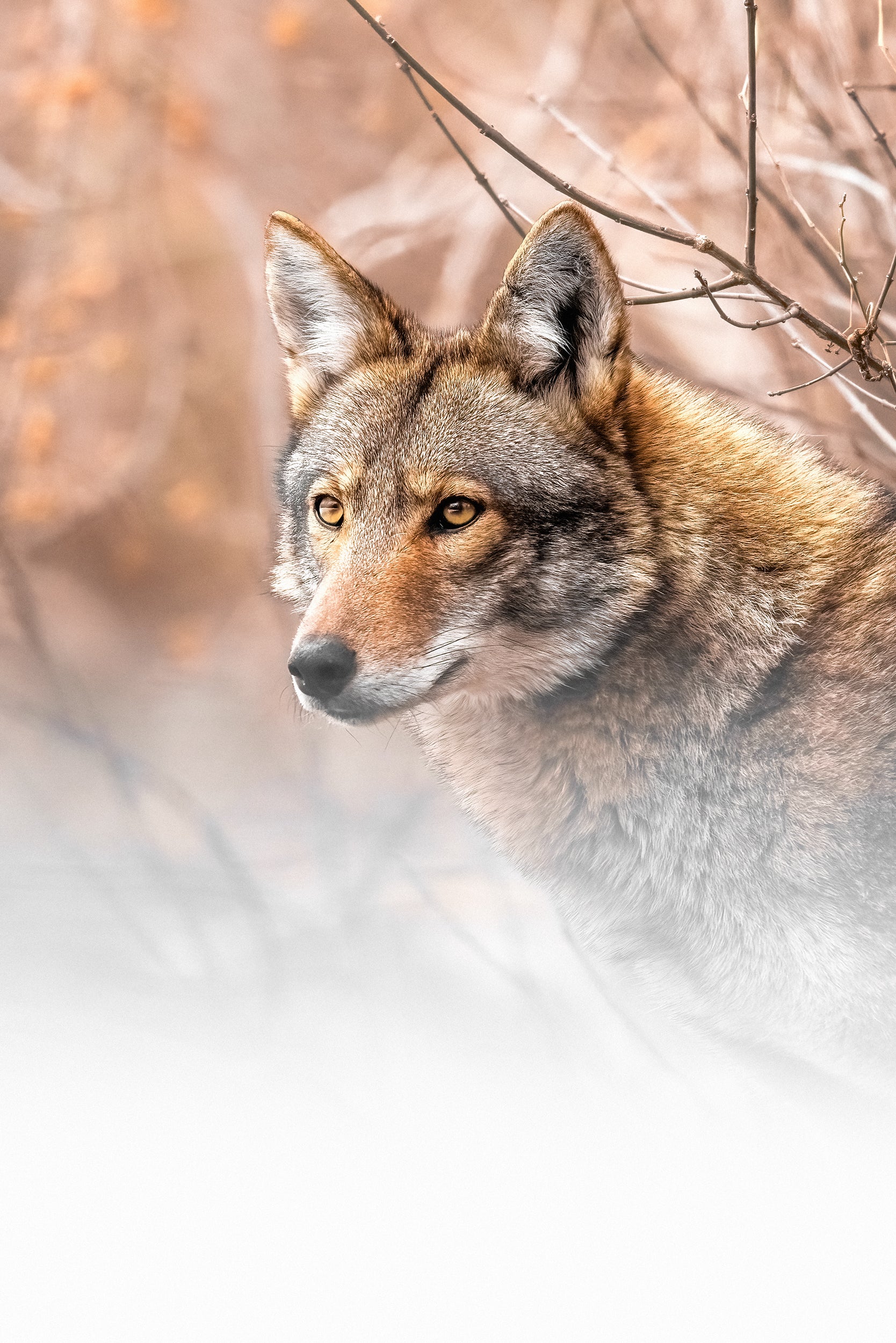 Coyote - Hiver 020