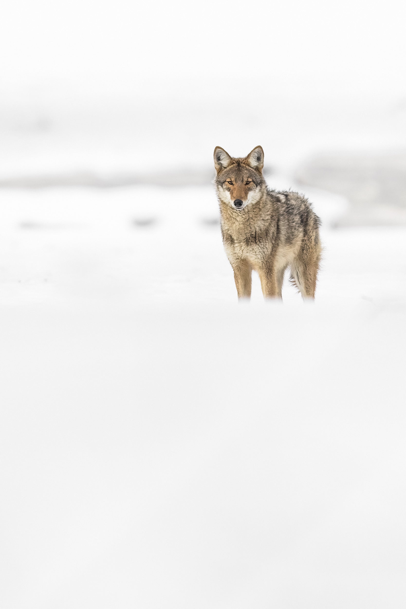 Coyote - Hiver 003