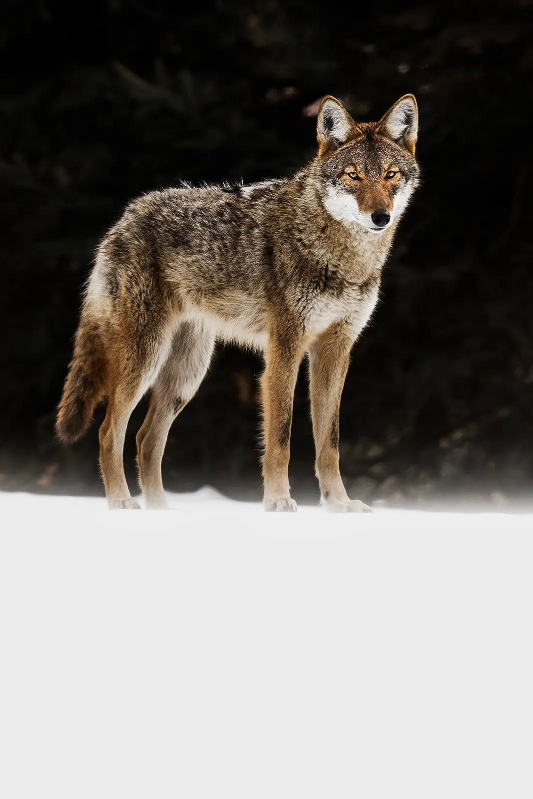 Coyote - Hiver 006 Jean-Simon Bégin - Photographe Animalier et Artiste Peintre