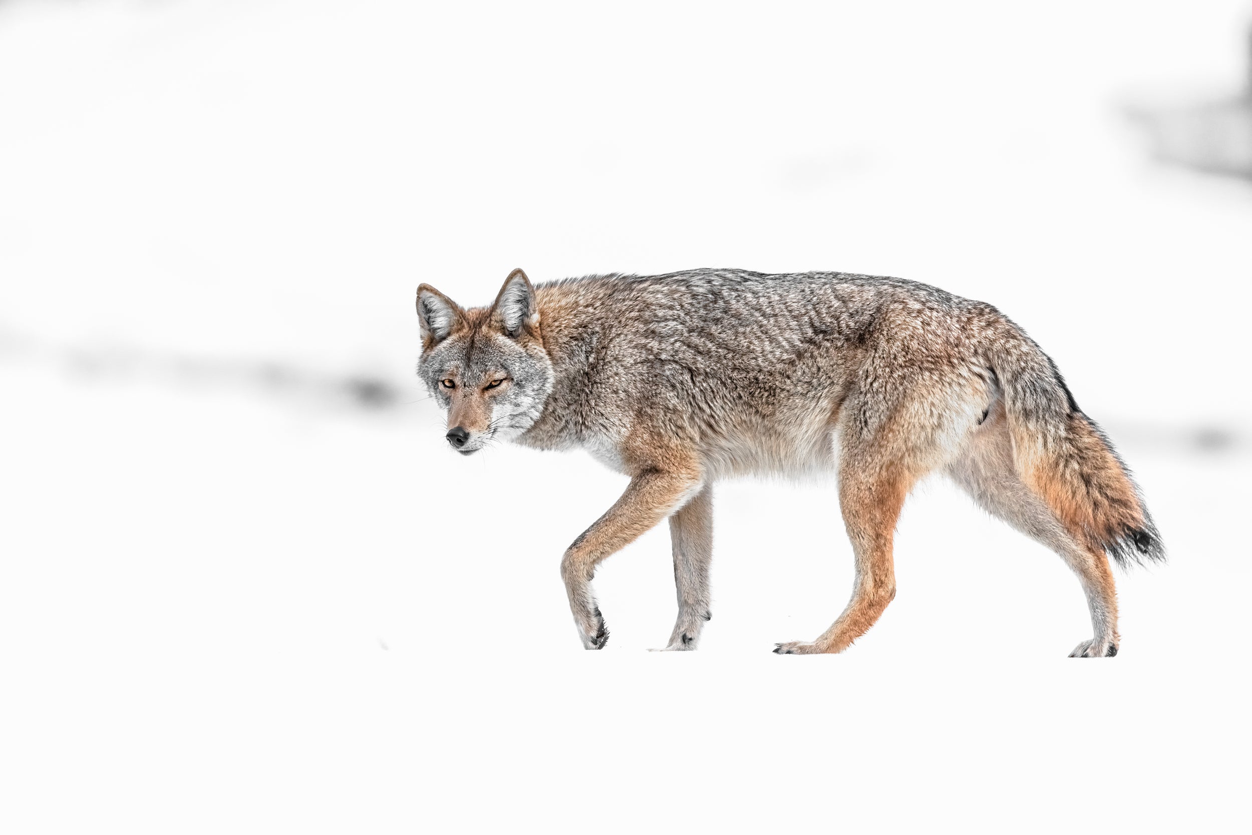 Coyote - Hiver 007